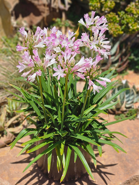 Agapanthus Blush Pink - Roze Agapanthus