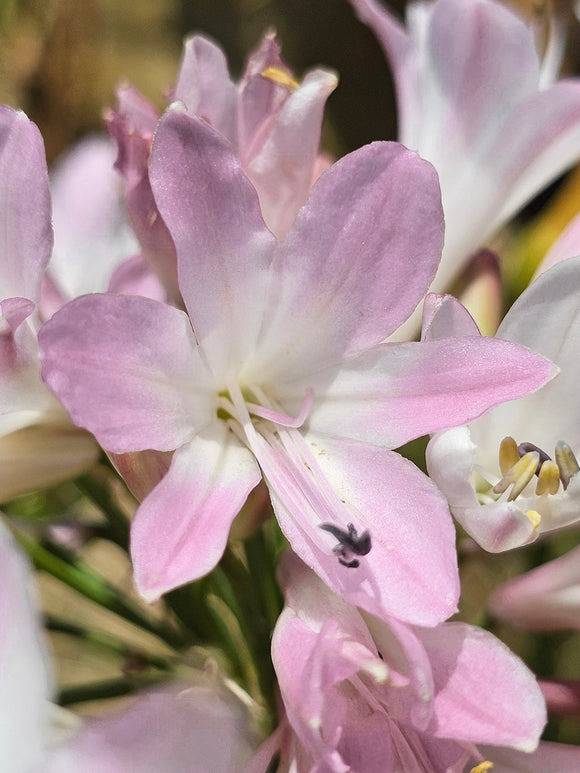 Agapanthus Blush Pink Roze