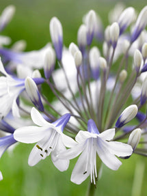 Afrikaanse lelie (Agapanthus) Twister