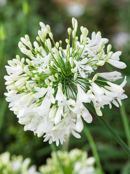 Afrikaanse lelie (Agapanthus) Wit