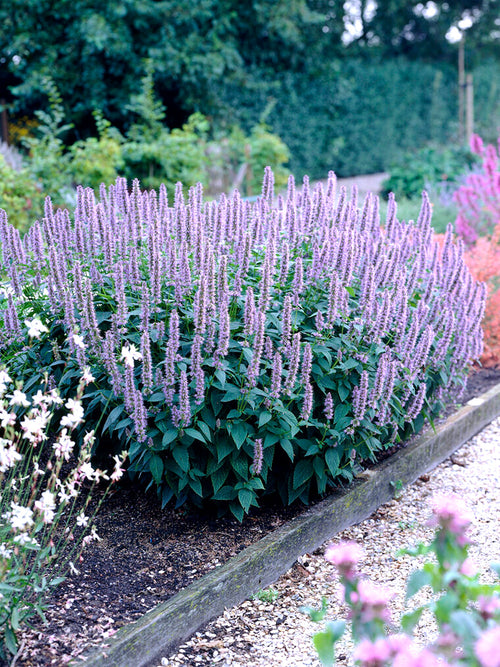 Agastache 'Blue Fortune' - Anijsnetel