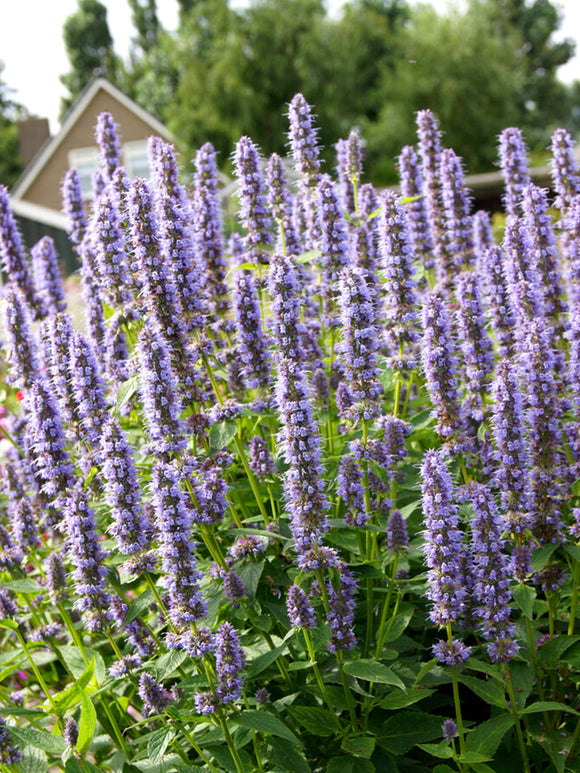 Agastache Blue Fortune - Dropplant