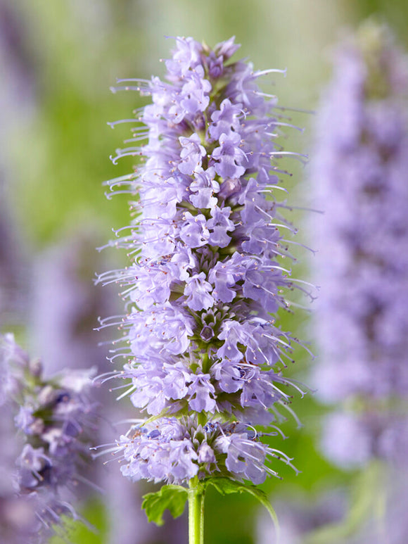 Agastache Blue Fortune (Dropplant)