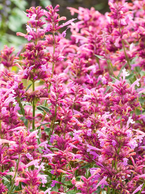 Agastache Rosie Posie (Dropplant)