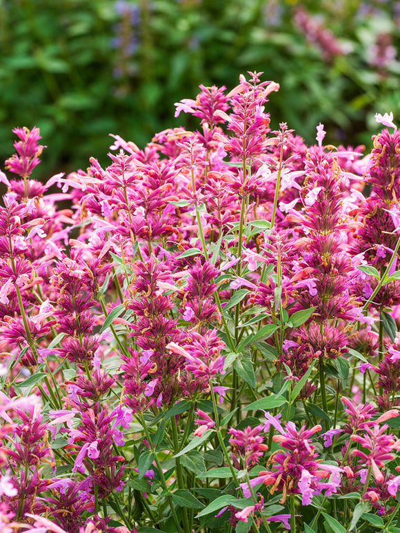 Agastache 'Rosie Posie' | Dropplant, Anijsnetel