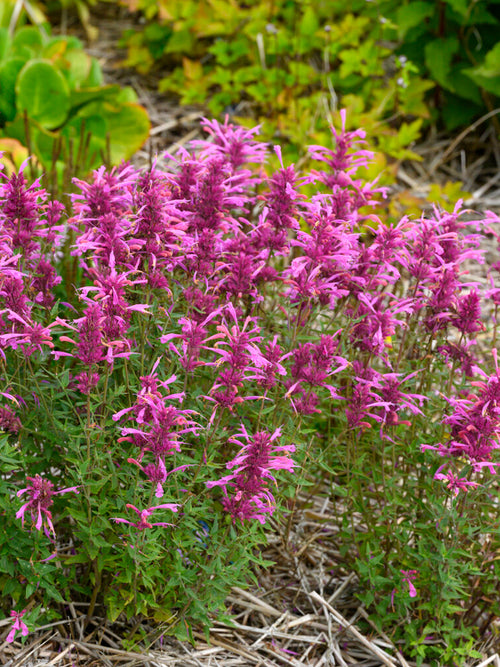 Agastache 'Rosie Posie' Dropplant