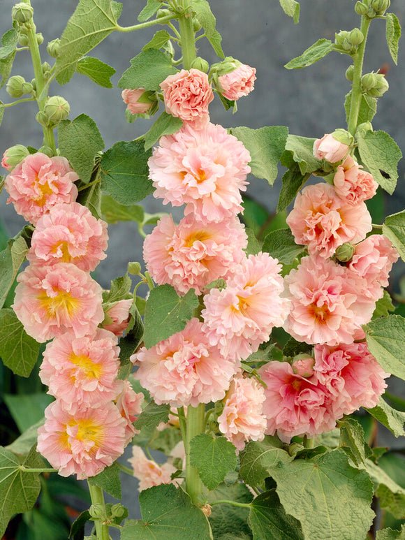 Alcaea Stokrozen Planten Double Apricot