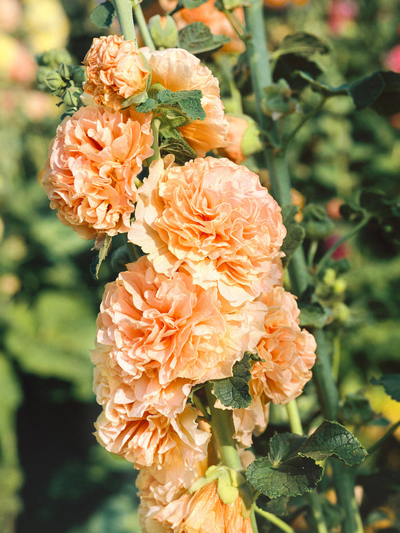 Alcaea Stokrozen Planten Double Apricot Bestellen