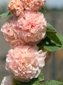 Alcea Chater's Double Apricot (Stokroos)