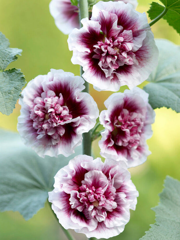 Alcea Creme de Cassis - Stokrozen vaste planten