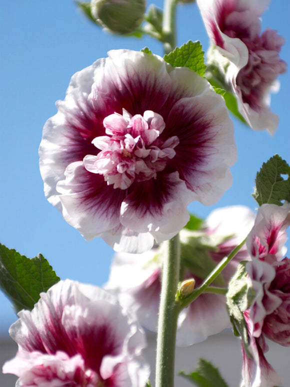 Alcea Creme de Cassis (Stokroos)