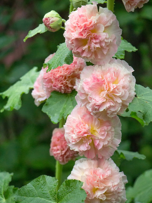 Alcea Majorette Double Pink (Stokroos)