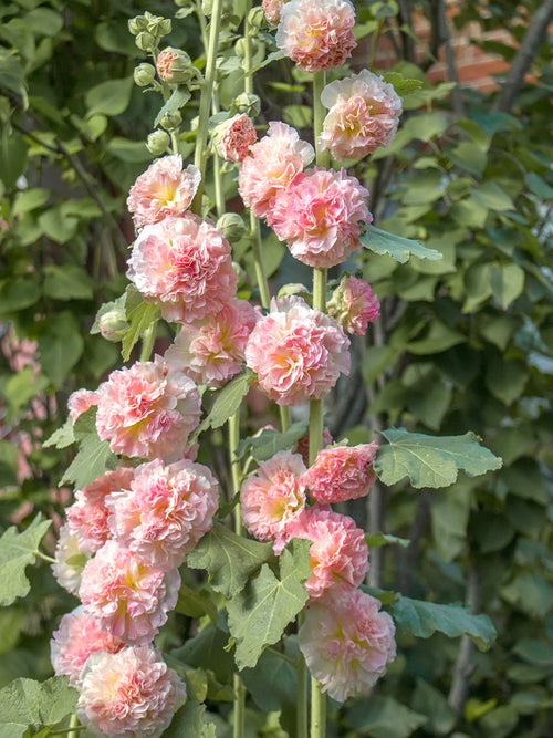 Alcea Majorette Double Pink (Stokroos) Vaste Planten