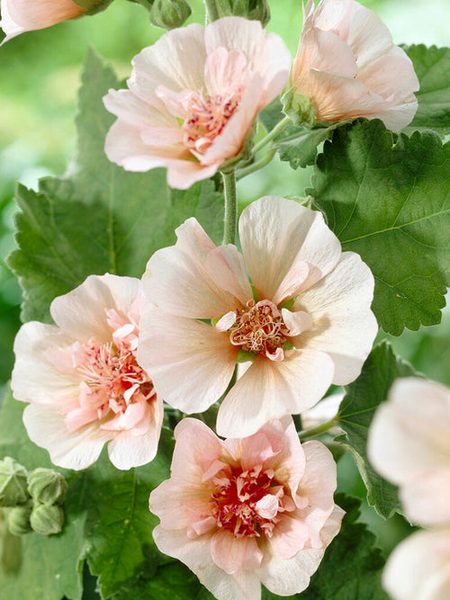 Alcea Parkfrieden (Stokroos)