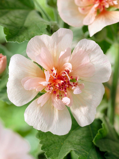 Alcea Parkfrieden Stokrozen vaste planten