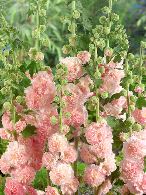 Alcea Peaches and Dreams Stokrozen vaste planten