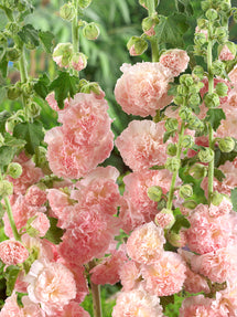 Alcea Peaches and Dreams (Stokroos)