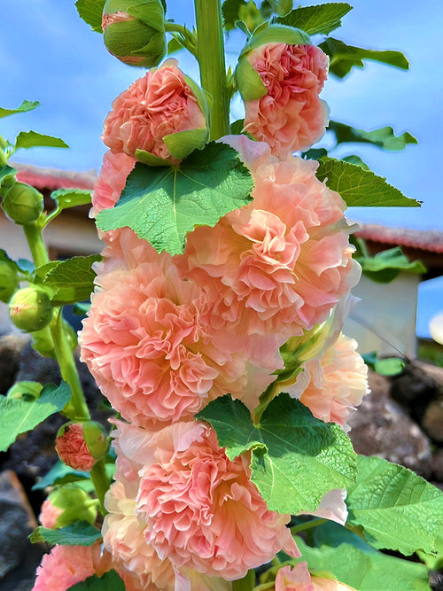 Alcea rosea 'Chater's Double Apricot' - Stokroos