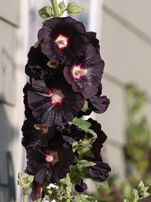 Alcea rosea Nigra (Stokroos)