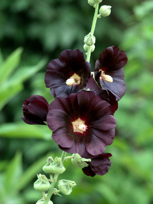 Alcea rosea Nigra Stokrozen vaste planten bestellen