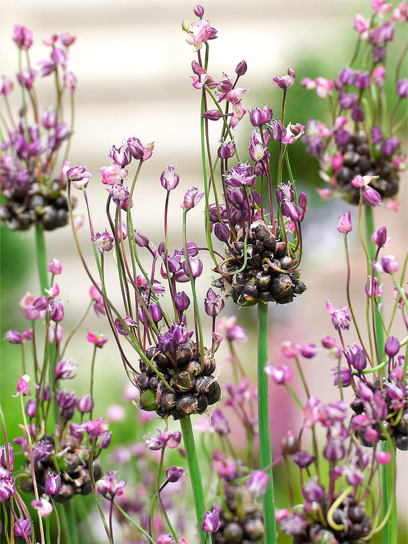 Allium bollen scorodoprasum Art