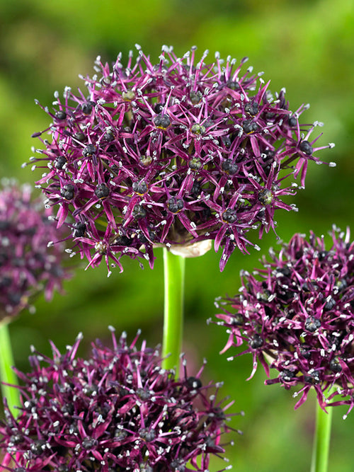 Allium bollen Atropurpureum