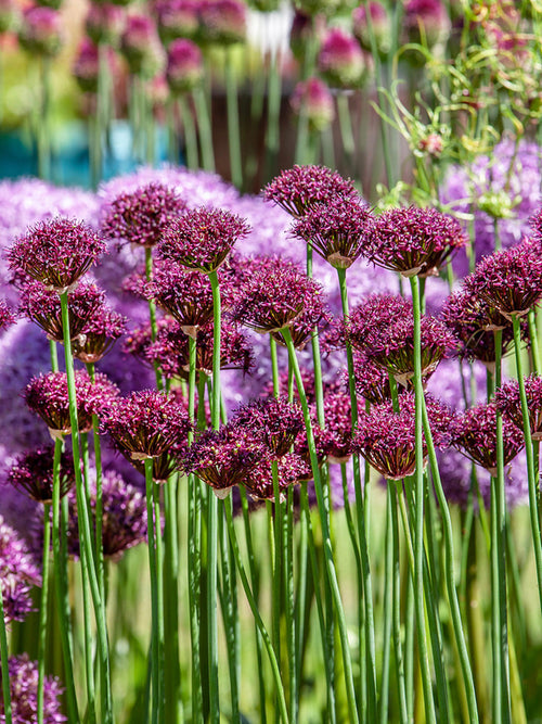 Allium bloembollen Atropurpureum