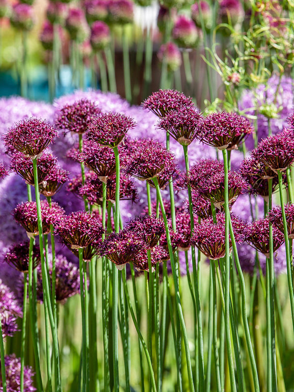 Allium bloembollen Atropurpureum