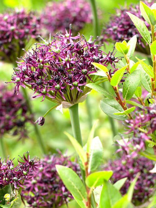 Allium Atropurpureum bestellen