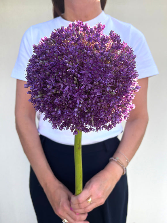 Allium Globemaster