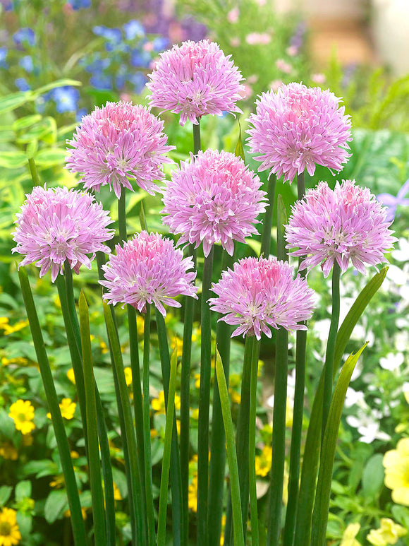 Allium bollen Ledebourianum