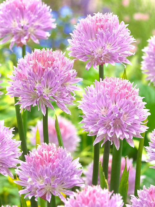 Allium Bloembollen Ledebourianum