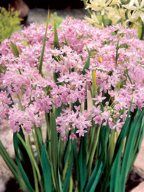 Roze Allium Roseum 