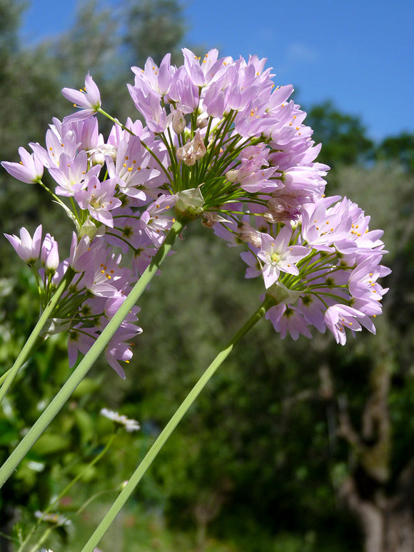 Kopen Allium Roseum