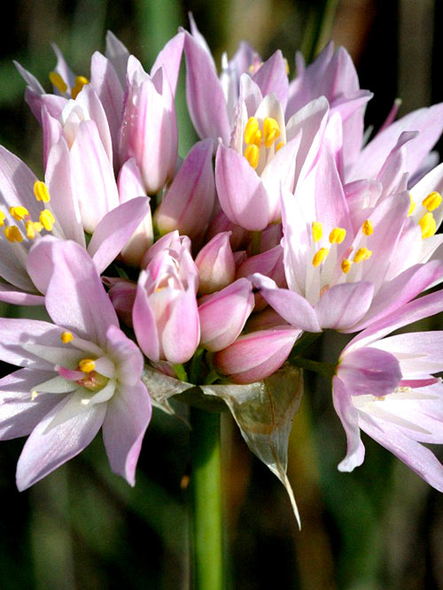 Allium Roseum