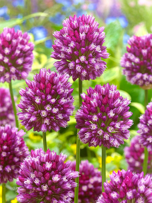 Allium bollen scorodoprasum ssp. rotundum