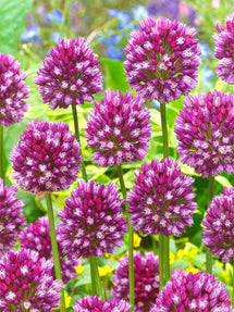 Allium Rotundum