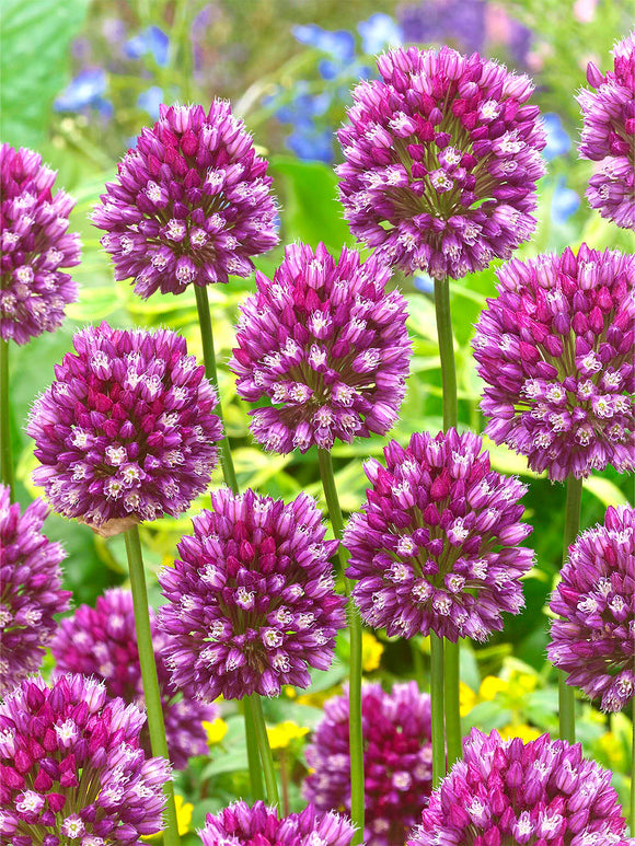 Allium scorodoprasum ssp. rotundum