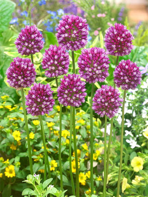 Allium scorodoprasum ssp. rotundum kopen