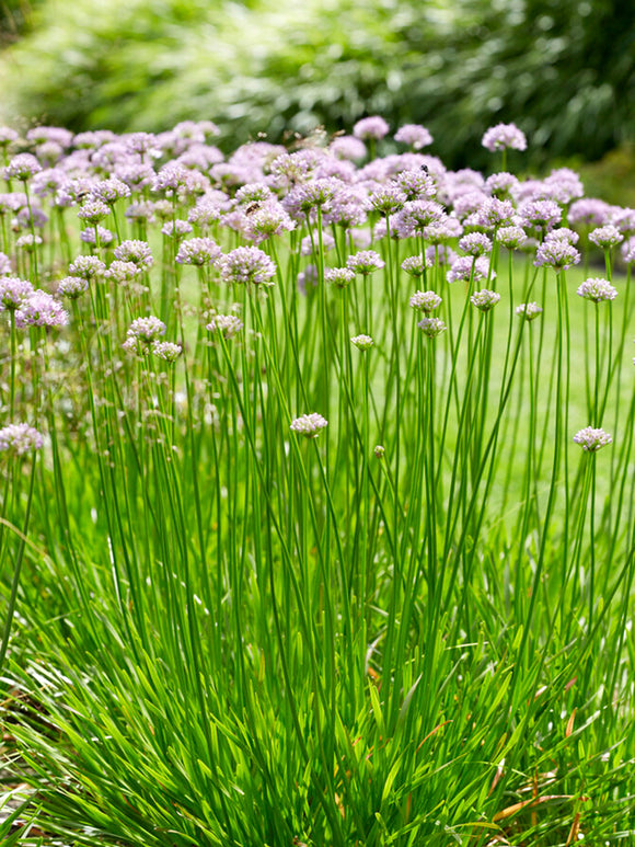 Allium Summer Beauty planten online bestellen