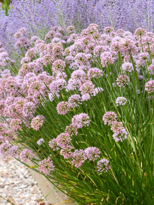 Allium Summer Beauty kopen online