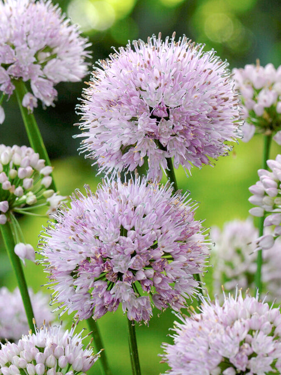 Allium Summer Beauty bestellen