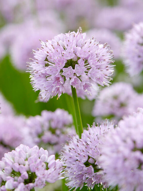 Allium Summer Beauty planten kopen