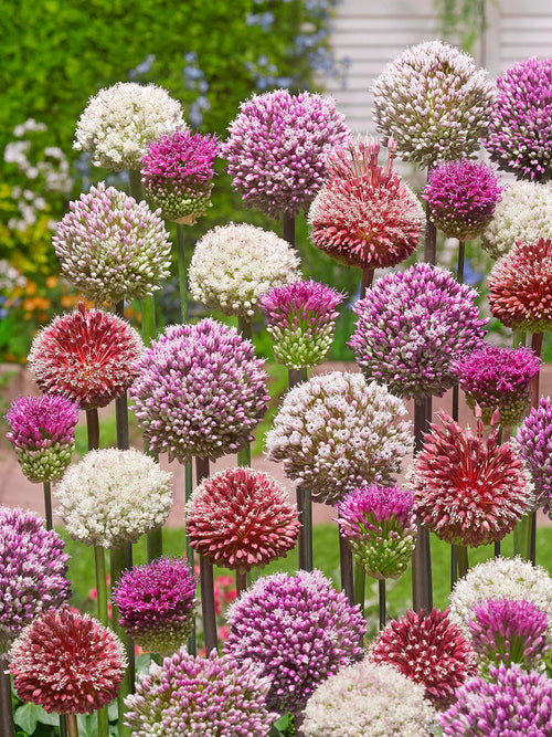 Allium Tropical Tides Bloembollen Kollektie