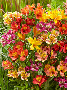 Alstroemeria Majestic Mix (Incalelie)