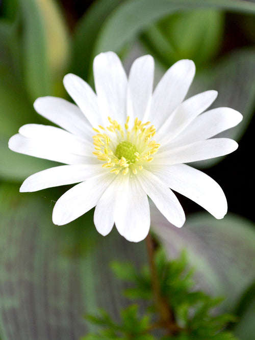 Anemone Blanda Whit Splendour Grecian Wind Flowers