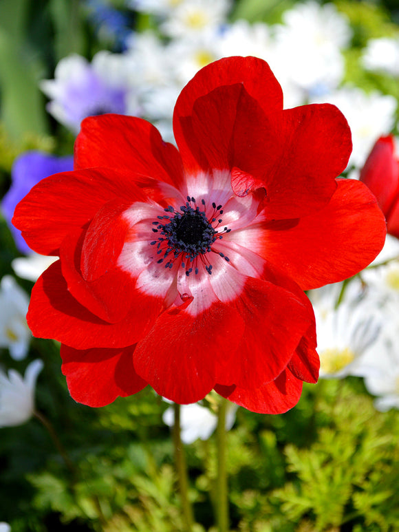 Anemone de Caen Hollandia - Rood Wind Flowers