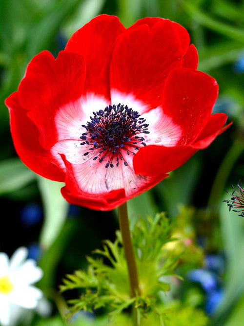 Rood anemone bulbs - Hollandia Wind Flowers