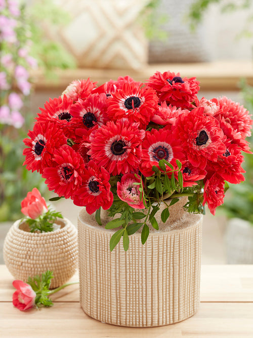 Anemone Fullstar Red