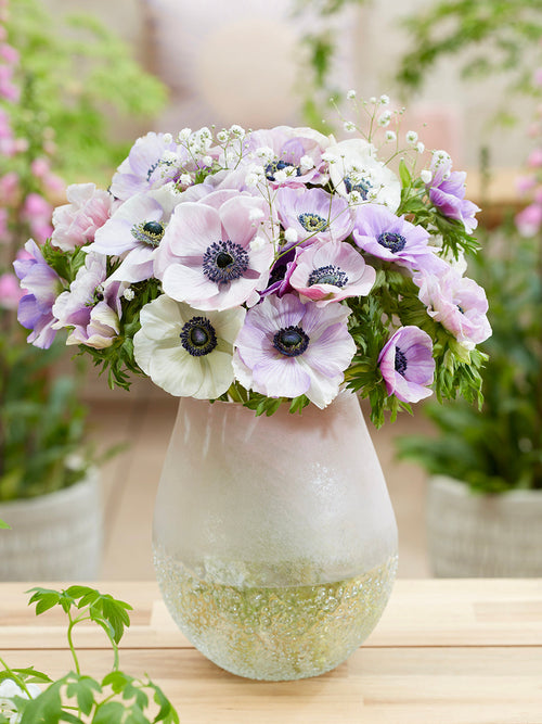 Anemone Galilee Pastel Mix